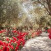 Traditional Manor House Mallorca